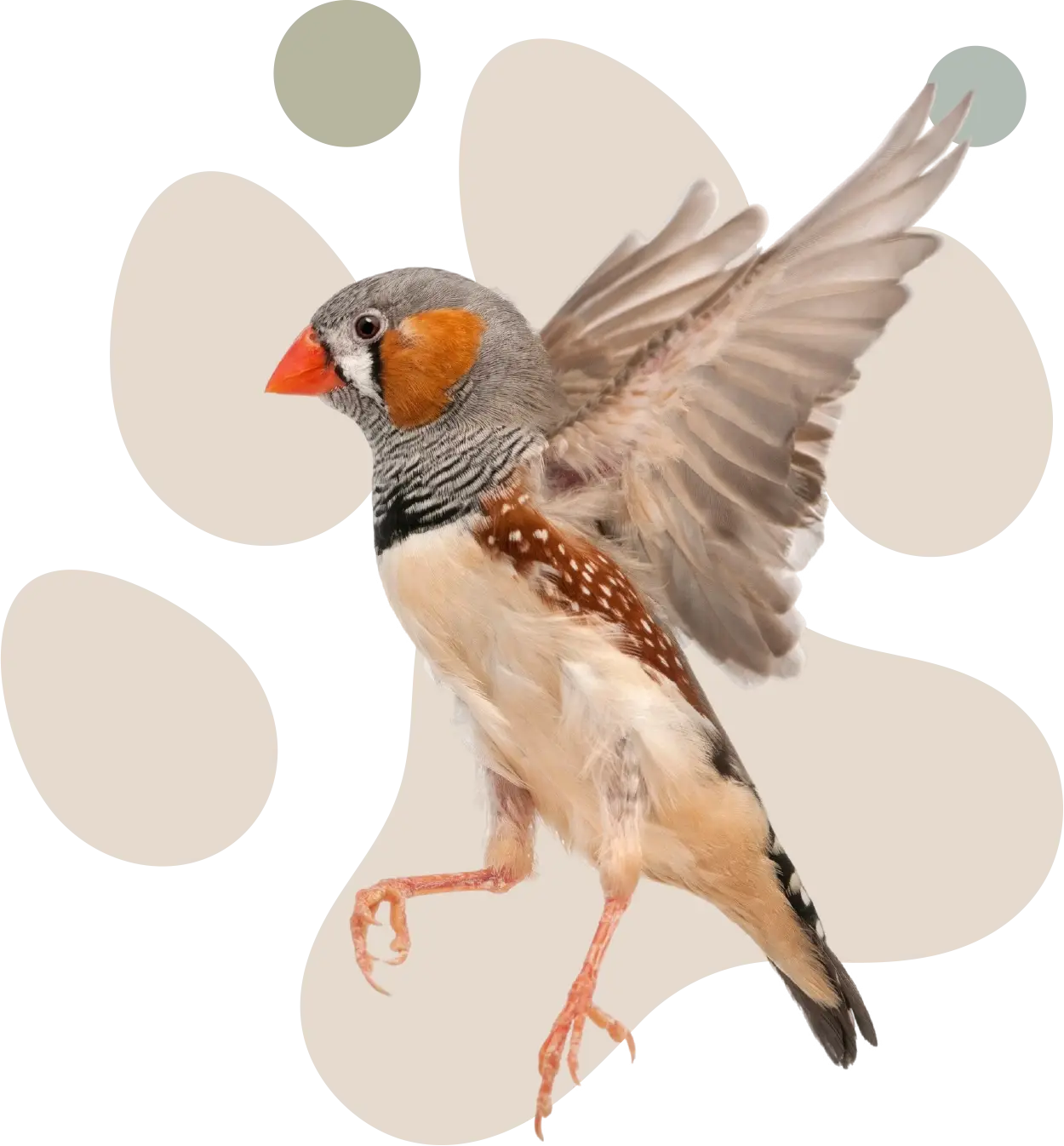 Tierarztpraxis Erling Lünen Vogel