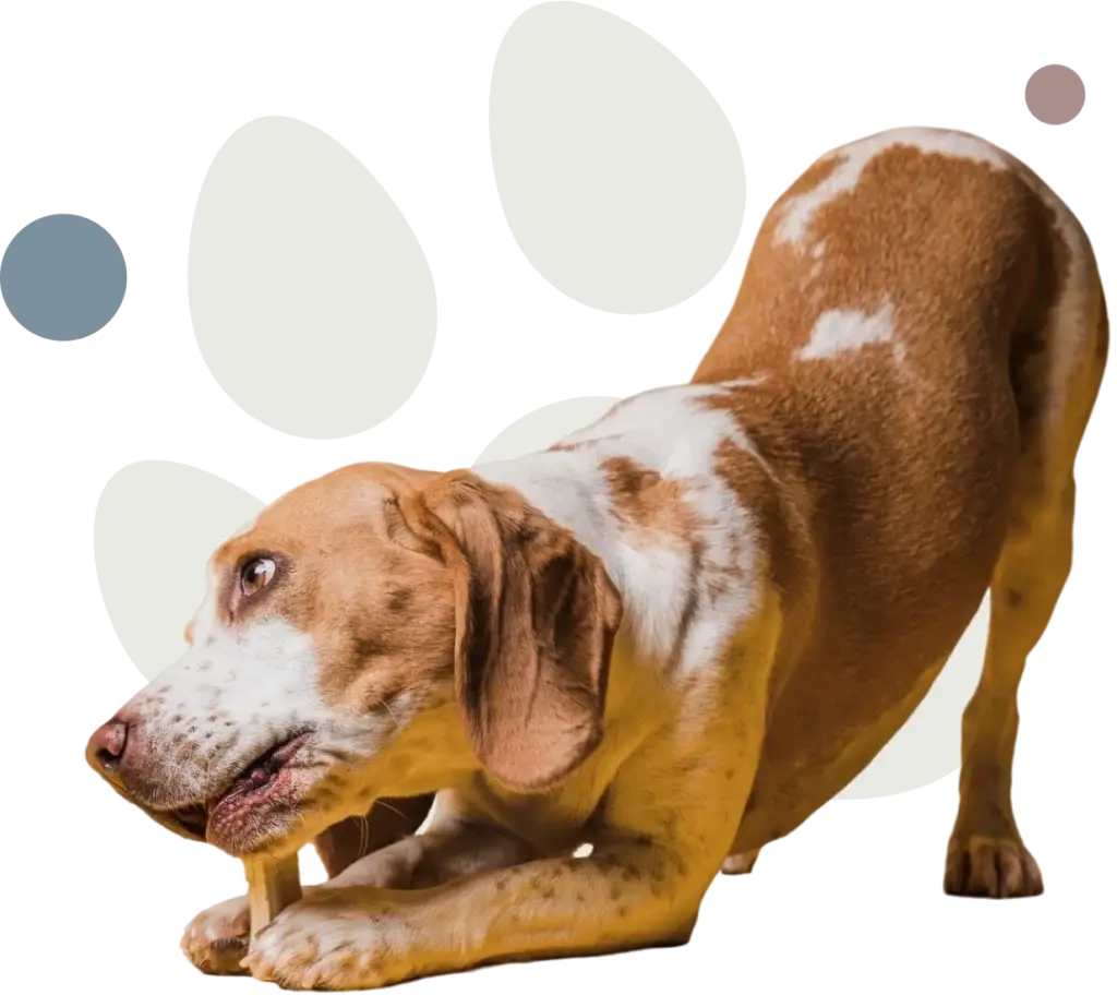 Tierarztpraxis Erling Lünen Hunde