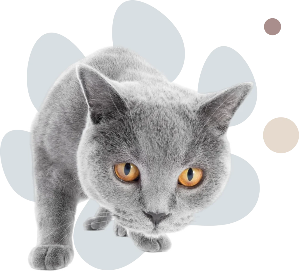 Tierarztpraxis Erling Lünen Katze