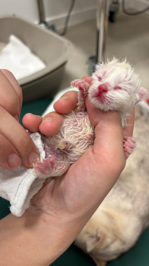 Tierarztpraxis Erling Lünen Baby